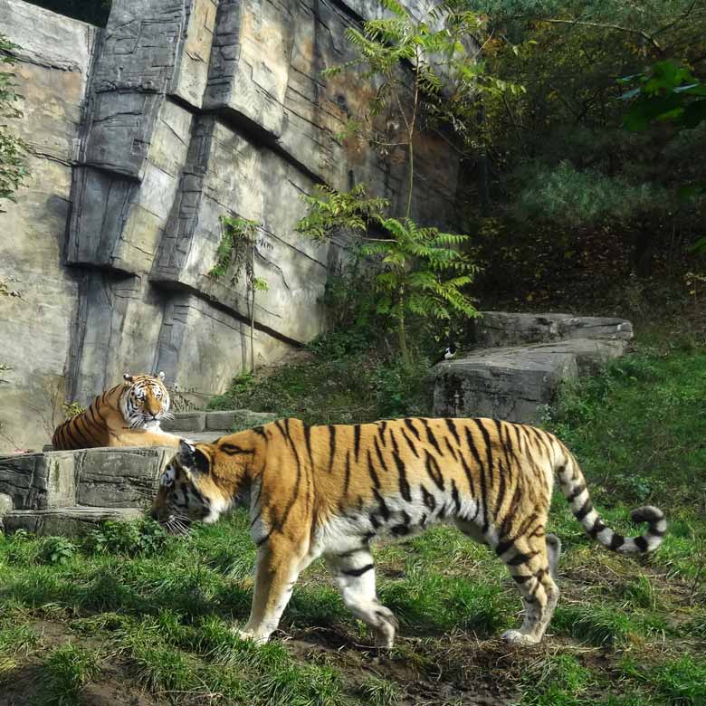 Sibirische Tiger MANDSCHU und WASSJA am 1. November 2016 im Tigertal im Zoologischen Garten der Stadt Wuppertal