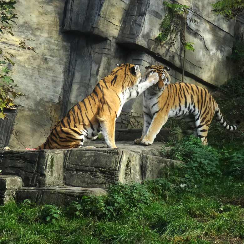 Sibirische Tiger MANDSCHU und WASSJA am 1. November 2016 im Tigertal im Zoologischen Garten der Stadt Wuppertal