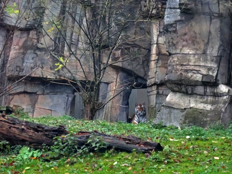 Sibirische Tigerin MYMOZA am 11. November 2016 im Tigertal im Grünen Zoo Wuppertal