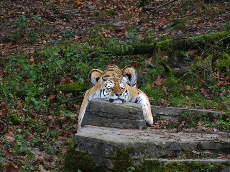 Sibirischer Tiger WASSJA am 26. November 2016 im Tigertal im Zoologischen Garten der Stadt Wuppertal