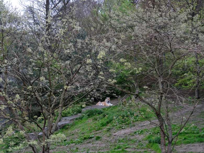 Sibirischer Tiger-Kater Mandschu am 1. Mai 2017 im Zoo Wuppertal