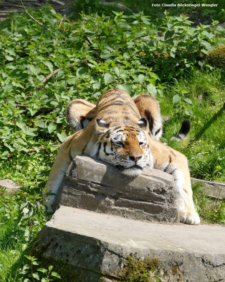 Sibirischer Tiger WASSJA beim Chillen am 10. Mai 2017 im Tigertal im Zoo Wuppertal (Foto Claudia Böckstiegel-Wengler)