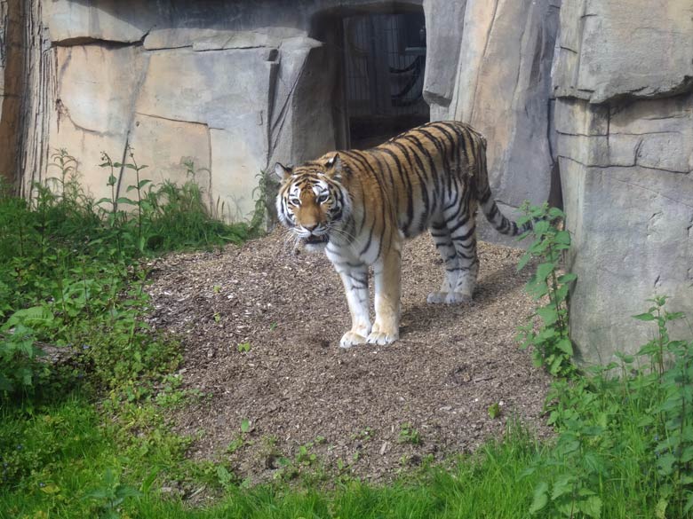 Sibirische Tigerin Mymoza am 16. Mai 2017 im Tigertal im Zoologischen Garten der Stadt Wuppertal