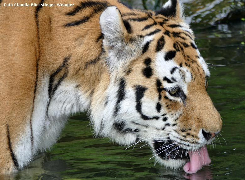 Sibirischer Tiger WASSJA am 4. September 2017 im Tigertal im Grünen Zoo Wuppertal (Foto Claudia Böckstiegel-Wengler)