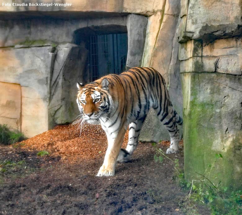 Sibirische Tigerin MYMOZA am 16. Dezember 2017 auf der Außenanlage im Tigertal im Grünen Zoo Wuppertal (Foto Claudia Böckstiegel-Wengler)