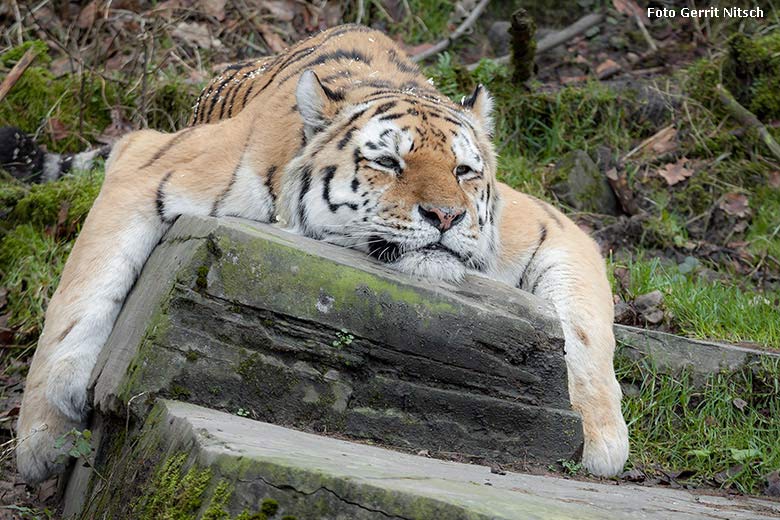 Relaxter Sibirischer Tigerkater WASSJA am 7. Januar 2018 im Tigertal im Grünen Zoo Wuppertal (Foto Gerrit Nitsch)