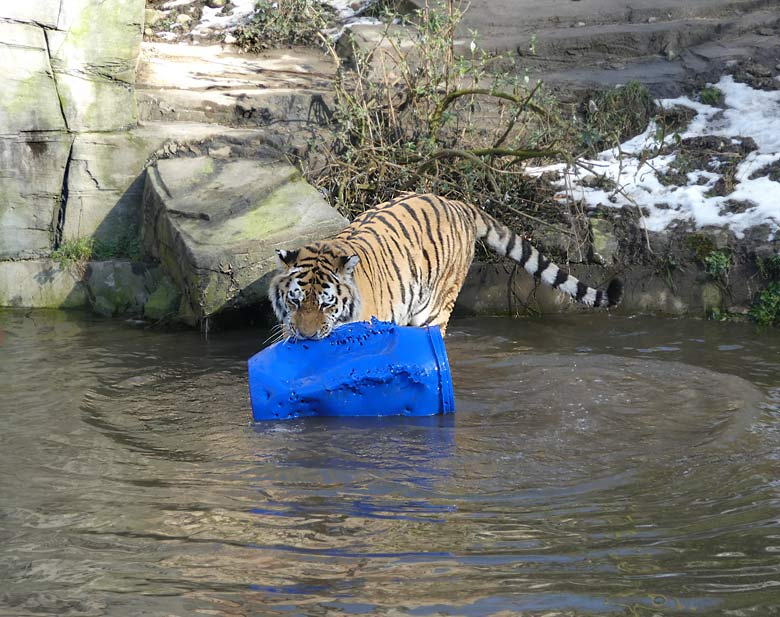 Sibirischer Tiger-Kater WASSJA mit blauem Fass am 18. Februar 2018 im Wasser der Außenanlage im Tigertal im Zoologischen Garten Wuppertal