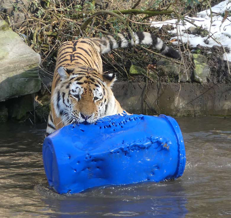 Sibirischer Tiger-Kater WASSJA mit blauem Fass am 18. Februar 2018 im Wasser der Außenanlage im Tigertal im Wuppertaler Zoo