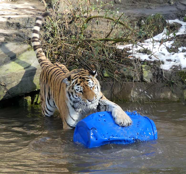 Sibirischer Tiger-Kater WASSJA mit blauem Fass am 18. Februar 2018 im Wasser der Außenanlage im Tigertal im Grünen Zoo Wuppertal