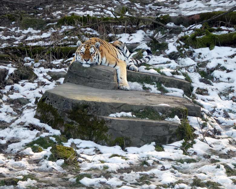 Sibirischer Tiger-Kater WASSJA am 24. Februar 2018 auf der Außenanlage im Tigertal im Grünen Zoo Wuppertal