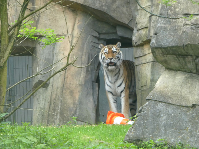 Sibirische Tigerin MYMOZA am 28. April 2018 im Durchgang zur Außenanlage im Wuppertaler Zoo