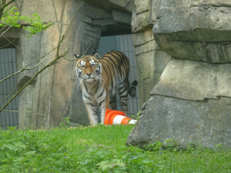 Sibirische Tigerin MYMOZA am 28. April 2018 im Durchgang zur Außenanlage im Zoologischen Garten Wuppertal