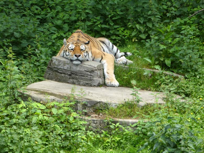 Sibirischer Tiger WASSJA am 31. Mai 2018 auf der Tigeranlage im Tigertal im Zoo Wuppertal