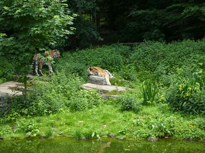 Sibirische Tiger-Kater MANDSCHU und WASSJA am 31. Mai 2018 auf der Tigeranlage im Tigertal im Zoologischen Garten Wuppertal
