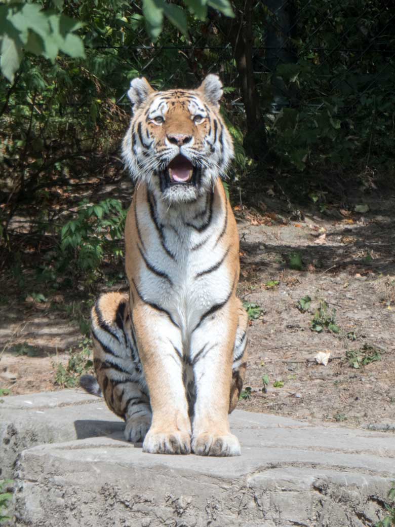 Sibirischer Tiger MANDSCHU am 29. Juli 2018 auf der Außenanlage im Tigertal im Grünen Zoo Wuppertal