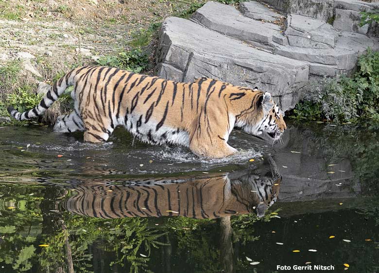 Sibirischer Tiger MANDSCHU am 8. Oktober 2018 im Zoologischen Garten Wuppertal (Foto Gerrit Nitsch)