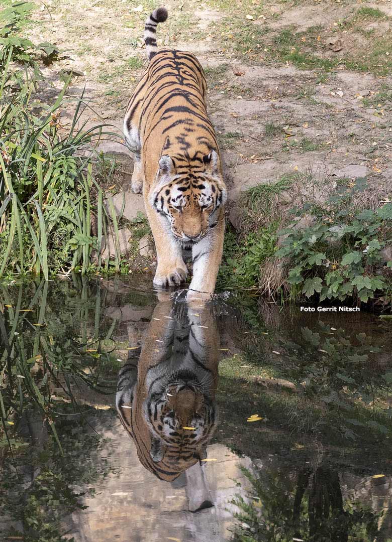 Sibirischer Tiger MANDSCHU am 8. Oktober 2018 im Wuppertaler Zoo (Foto Gerrit Nitsch)