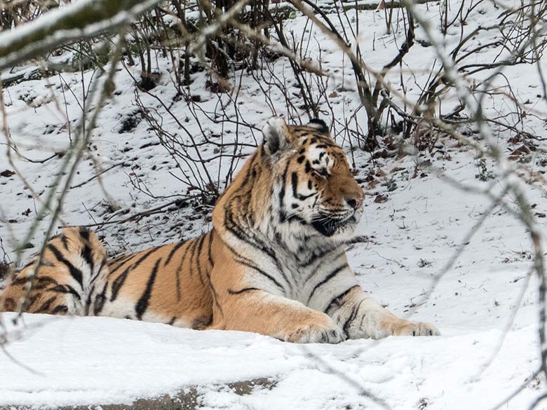 Sibirischer Tigerkater MANDSCHU am 16. Dezember 2018 auf der Außenanlage im Tigertal im Zoo Wuppertal