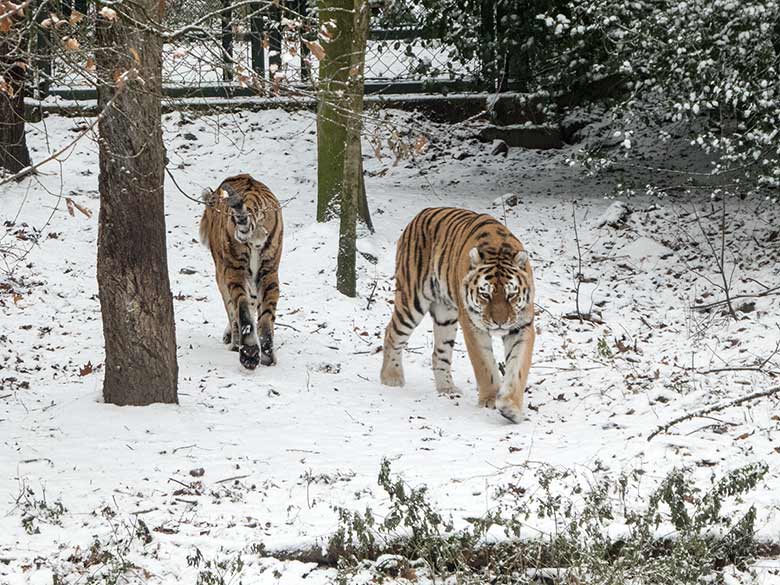 Sibirische Tigerkater MANDSCHU und WASSJA am 16. Dezember 2018 auf der Außenanlage im Tigertal im Zoologischen Garten Wuppertal