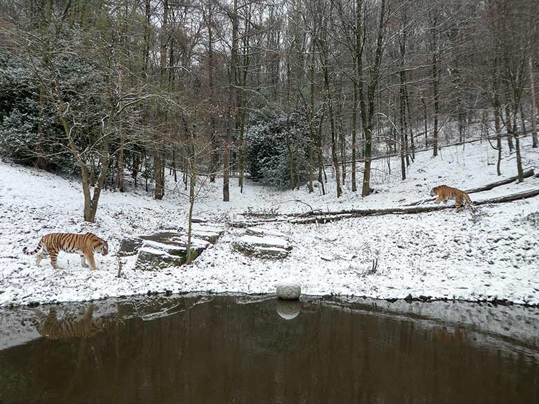 Sibirische Tigerkater MANDSCHU und WASSJA am 16. Dezember 2018 auf der Außenanlage im Tigertal im Grünen Zoo Wuppertal