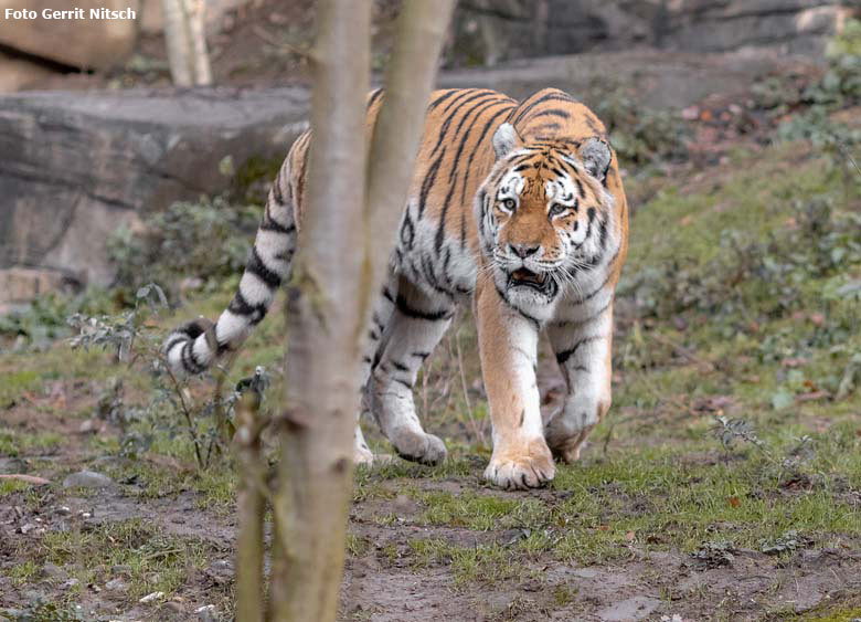 Sibirischer Tigerkater WASSJA am 18. Dezember 2018 auf der Außenanlage im Tigertal im Wuppertaler Zoo (Foto Gerrit Nitsch)