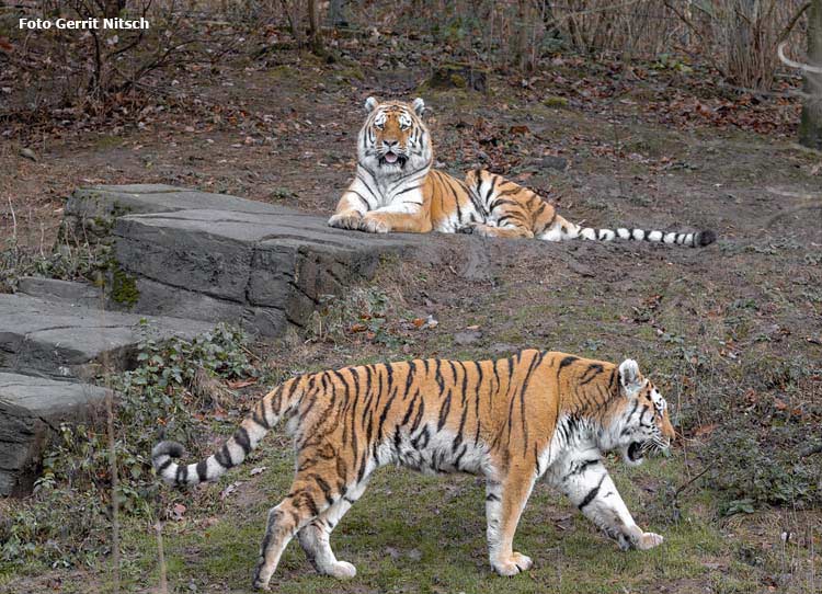 Sibirische Tigerkater WASSJA (vorn) und MANDSCHU (hinten) am 18. Dezember 2018 auf der Außenanlage im Tigertal im Zoo Wuppertal (Foto Gerrit Nitsch)
