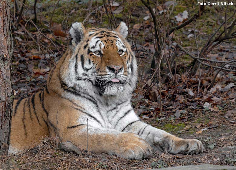 Sibirischer Tigerkater MANDSCHU am 18. Dezember 2018 auf der Außenanlage im Tigertal im Zoologischen Garten Wuppertal (Foto Gerrit Nitsch)