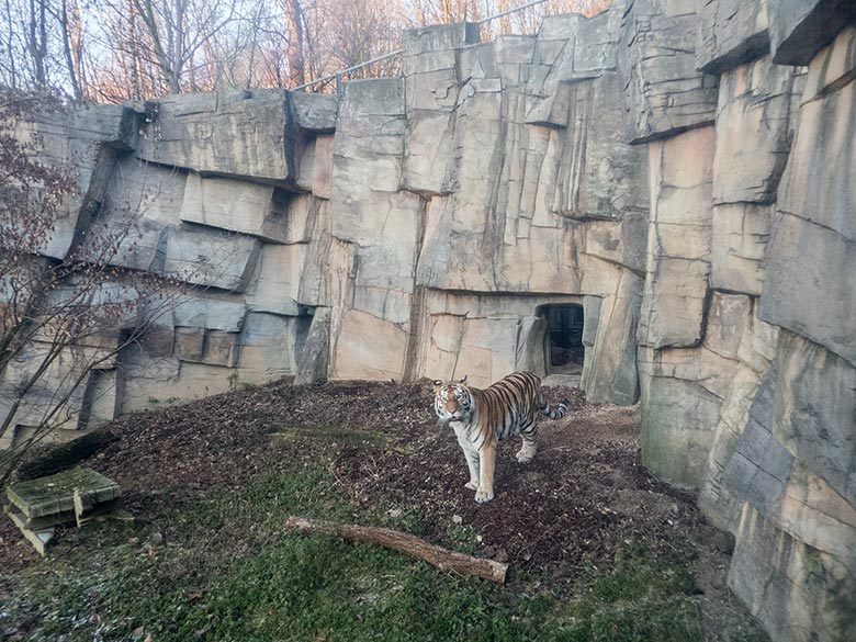Sibirische Tiger-Katze MYMOZA am 21. Januar 2019 im Tigertal im Wuppertaler Zoo