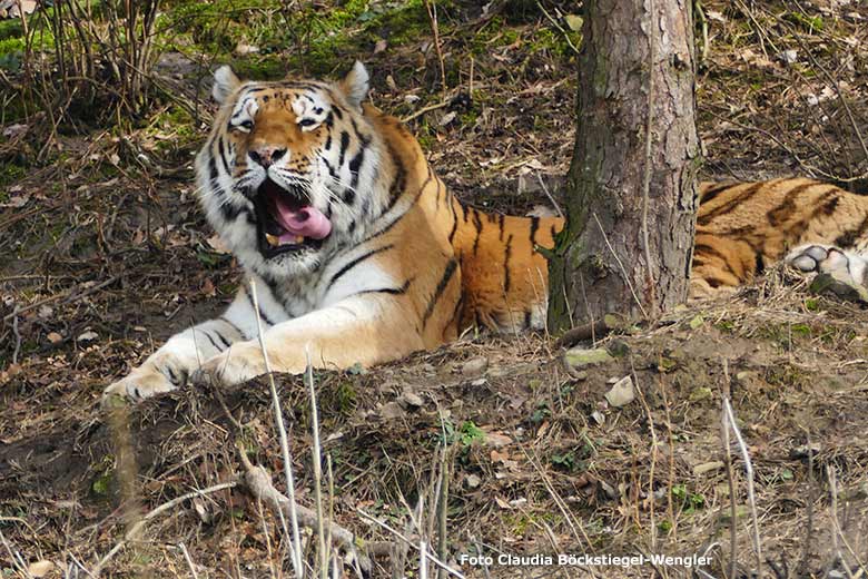 Sibirischer Tiger MANDSCHU am 13. Februar 2019 auf der Außenanlage im Tigertal im Zoologischen Garten Wuppertal (Foto Claudia Böckstiegel-Wengler)