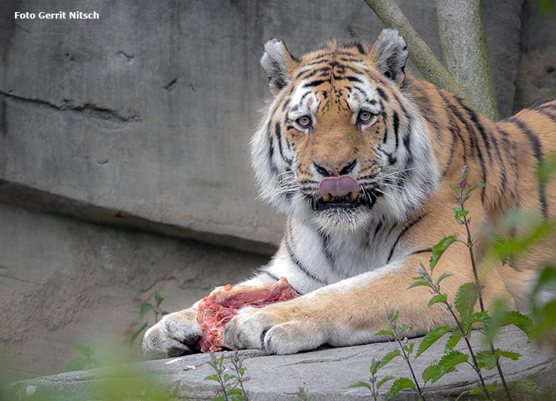 Sibirischer Tiger-Kater MANDSCHU am 5. Mai 2019 auf der Außenanlage im Tigertal im Grünen Zoo Wuppertal (Foto Gerrit Nitsch)