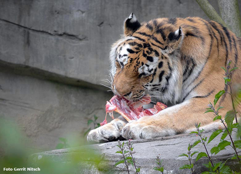 Sibirischer Tiger-Kater MANDSCHU am 5. Mai 2019 auf der Außenanlage im Tigertal im Wuppertaler Zoo (Foto Gerrit Nitsch)