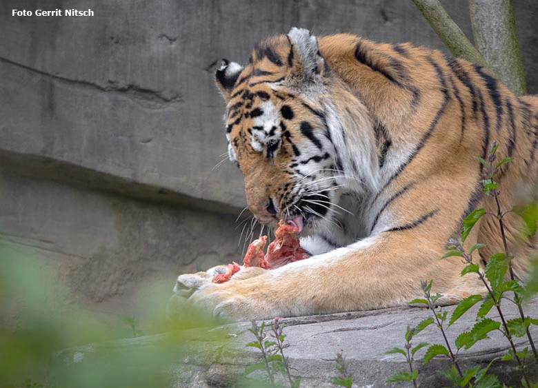 Sibirischer Tiger-Kater MANDSCHU am 5. Mai 2019 auf der Außenanlage im Tigertal im Zoologischen Garten Wuppertal (Foto Gerrit Nitsch)