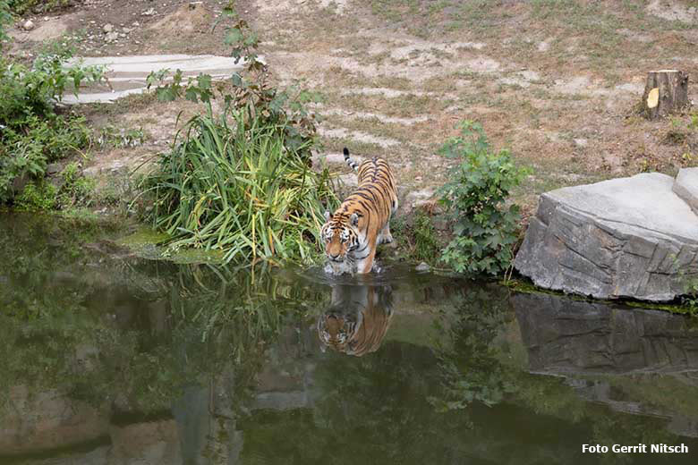 Sibirischer Tiger-Kater Mandschu am 27. Juli 2019 auf der Außenanlage im Tiger-Tal im Zoologischen Garten Wuppertal (Foto Gerrit Nitsch)