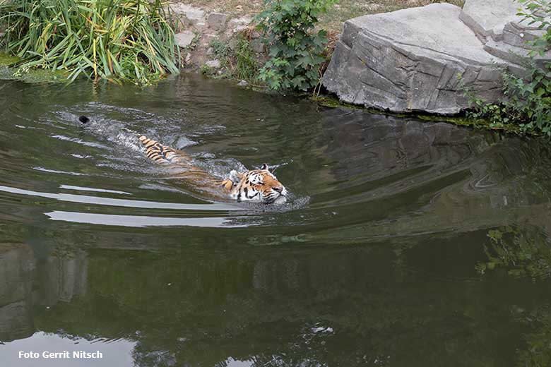 Amur-Tiger-Kater Mandschu am 27. Juli 2019 auf der Außenanlage im Tiger-Tal im Wuppertaler Zoo (Foto Gerrit Nitsch)