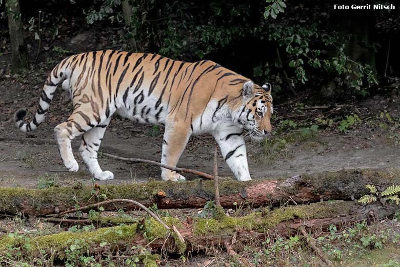 Amur-Tiger-Kater Wassja am 27. Juli 2019 auf der Außenanlage im Tiger-Tal im Zoo Wuppertal (Foto Gerrit Nitsch)