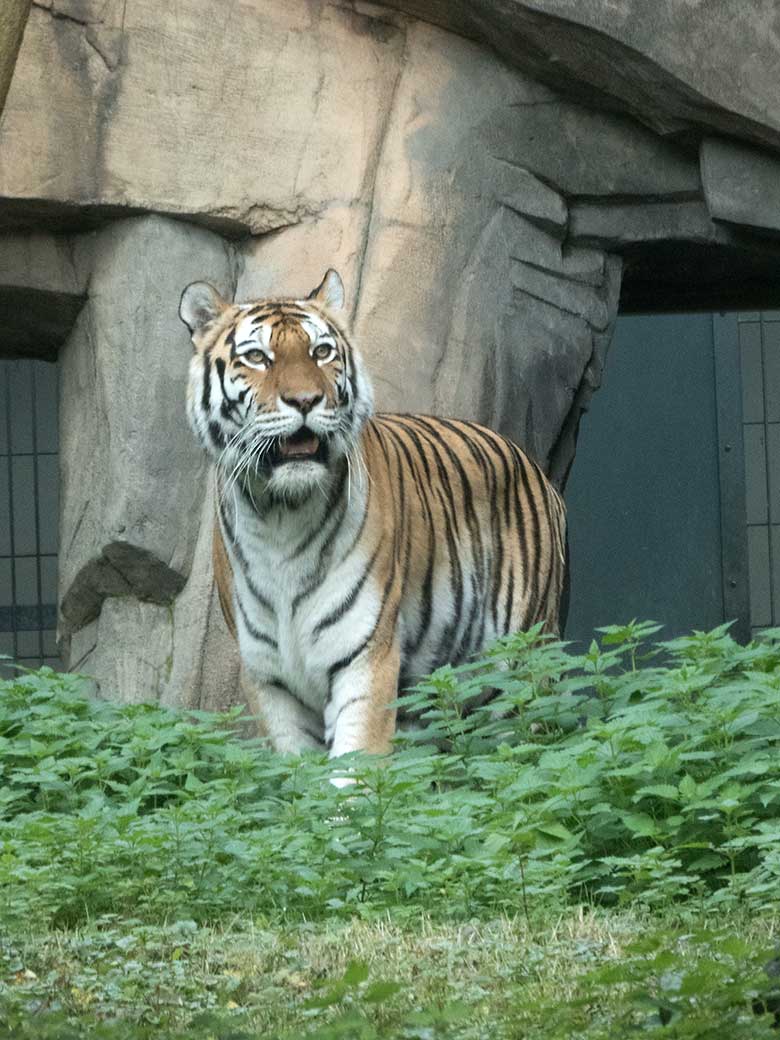 Sibirische Tigerin Mymoza am 10. Oktober 2019 auf der Außenanlage vor dem Innenstall im Grünen Zoo Wuppertal