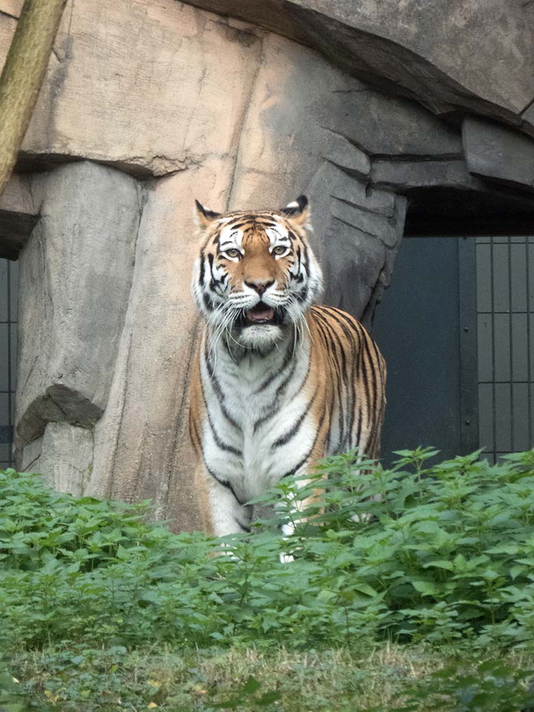 Sibirische Tiger-Katze Mymoza am 10. Oktober 2019 auf der Außenanlage vor dem Innenstall im Zoologischen Garten Wuppertal