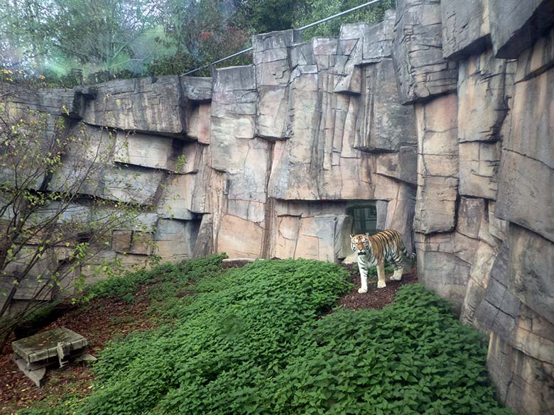 Sibirische Tigerin Mymoza am 10. Oktober 2019 auf der Außenanlage vor dem Innenstall im Tiger-Tal im Zoo Wuppertal