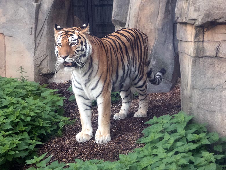 Sibirisches Tiger-Weibchen Mymoza am 10. Oktober 2019 auf der Außenanlage vor dem Innenstall im Tiger-Tal im Wuppertaler Zoo