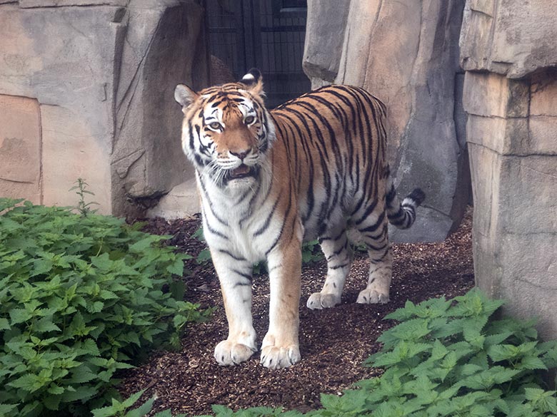 Sibirische Tigerin Mymoza am 10. Oktober 2019 auf der Außenanlage vor dem Innenstall im Grünen Zoo Wuppertal