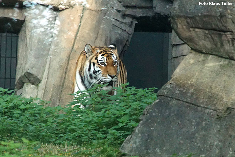 Sibirische Tigerin MYMOZA am 21. Oktober 2019 auf der Außenanlage im Tiger-Tal im Grünen Zoo Wuppertal (Foto Klaus Tüller)