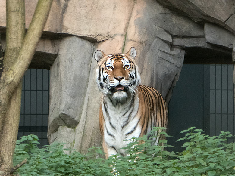 Sibirische Tiger-Katze MYMOZA am 15. November 2019 auf der Außenanlage im Tiger-Tal im Wuppertaler Zoo