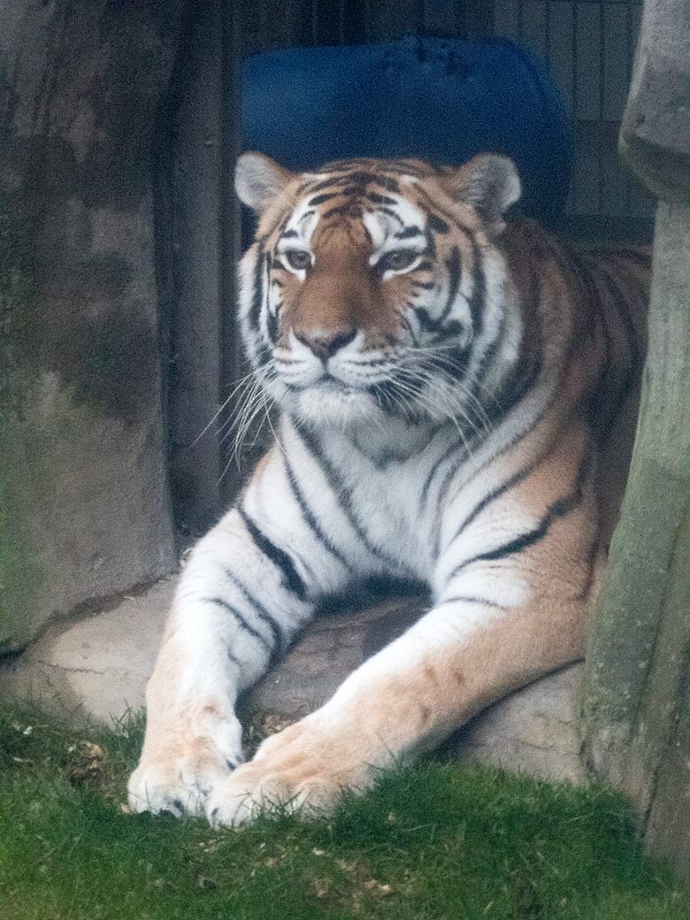 Sibirische Tigerin MYMOZA am 23. Dezember 2019 im Tiger-Tal im Grünen Zoo Wuppertal