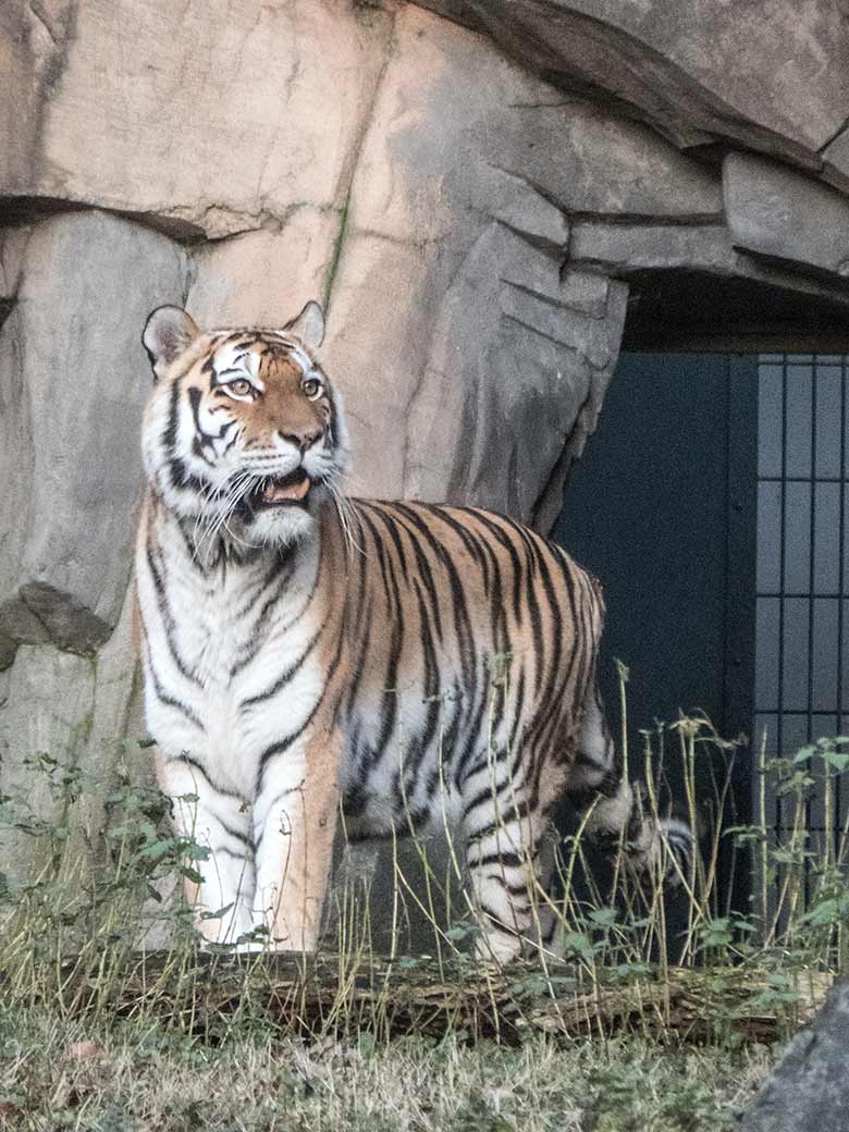 Sibirische Tigerin MYMOZA am 6. Januar 2020 vor dem Tiger-Haus im Tiger-Tal im Zoologischen Garten Wuppertal