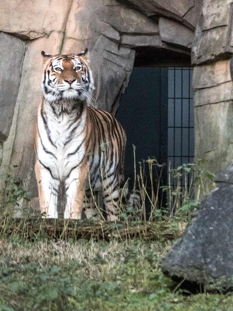 Sibirische Tiger-Katze MYMOZA am 6. Januar 2020 vor dem Tiger-Haus im Tiger-Tal im Grünen Zoo Wuppertal