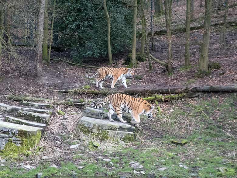 Amur-Tiger-Kater WASSJA (vorn) und MANDSCHU (hinten) am 25. Februar 2020 auf der Außenanlage im Tiger-Tal im Grünen Zoo Wuppertal