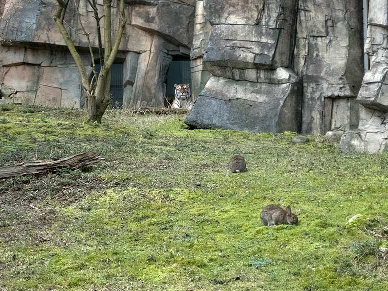 Wildkaninchen auf der Außenanlage der Amur-Tiger-Katze MYMOZA am 25. Februar 2020 im Tiger-Tal im Zoo Wuppertal
