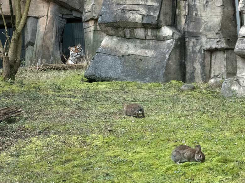 Wildkaninchen auf der Außenanlage der Amur-Tiger-Katze MYMOZA am 25. Februar 2020 im Tiger-Tal im Wuppertaler Zoo