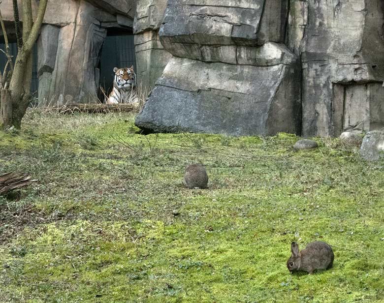 Wildkaninchen auf der Außenanlage der Amur-Tiger-Katze MYMOZA am 25. Februar 2020 im Tiger-Tal im Zoologischen Garten der Stadt Wuppertal