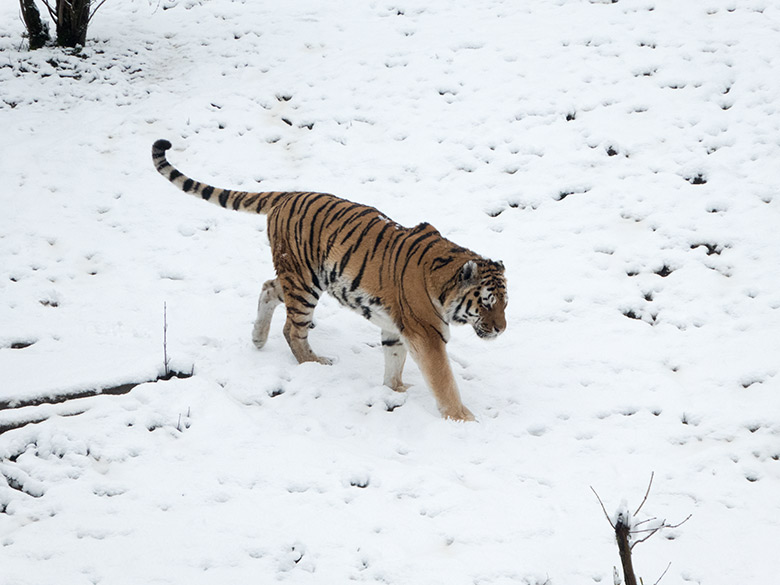 Sibirischer Tiger MANDSCHU am 26. Februar 2020 auf der Außenanlage im Tiger-Tal im Zoo Wuppertal